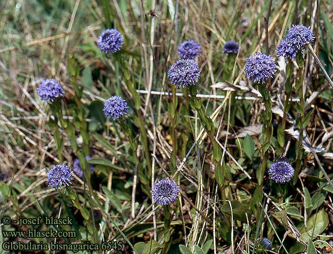 Globularia bisnagarica Globulaire allongée Kogelbloem Vedovelle prati