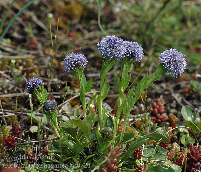 Globularia bisnagarica Gemeine Kugelblume Kulnik guľôčka predĺžená