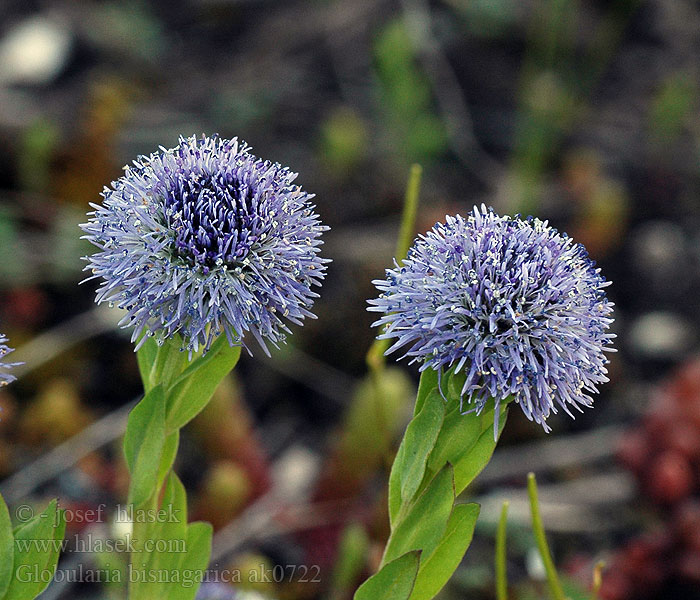 Globularia bisnagarica punctata elongata Koulenka prodloužená