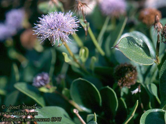 Globularia incanescens