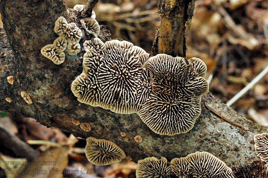 Trámovka jedlová Gloeophyllum abietinum