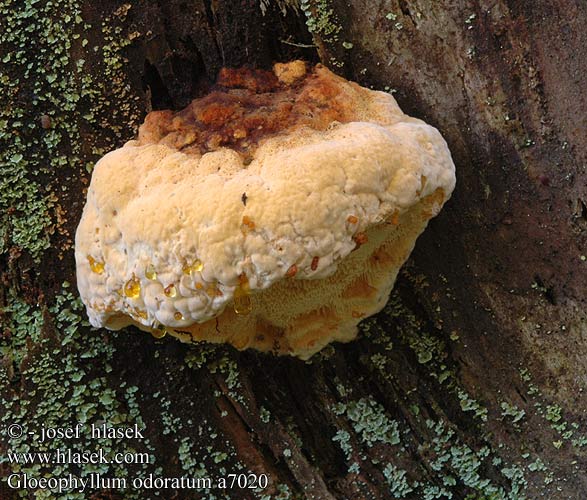 Gloeophyllum odoratum Duftende korkhat aniskääpä Korianderzwam Fenchelporling anyżak pachnący Trámovka anízová Anýzovník vonný Luktticka Osmoporus Anisomyces Polyporus odoratus duftkjuke