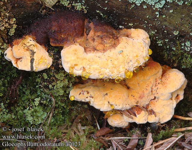 Anyżak pachnący Trámovka anízová Anýzovník vonný Luktticka Osmoporus Anisomyces Polyporus odoratus duftkjuke трутовик пахучий Gloeophyllum odoratum Duftende korkhat aniskääpä Korianderzwam Fenchelporling