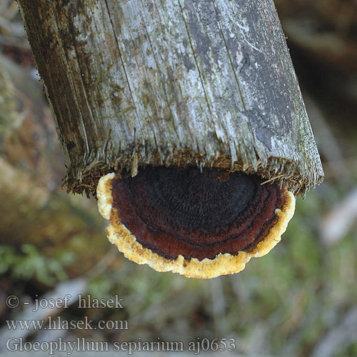 Gloeophyllum sepiarium Trámovka plotní plotová Niszczyca płotowa Fyrre-korkhat Sivorjava tramovka Заборный гриб Geelbruine plaatjeshoutzwam Zaunblättling Rusty gilled polypore Conifer Mazegill Aidaskääpä Gloeophylle haies Cifra lemezestapló Vedmusling Vedmussling Заборный гриб