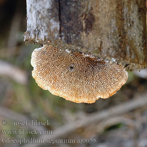 Fyrre-korkhat Sivorjava tramovka Заборный гриб Geelbruine plaatjeshoutzwam Zaunblättling Rusty gilled polypore Conifer Mazegill Aidaskääpä Gloeophylle haies Cifra lemezestapló Vedmusling Vedmussling Заборный гриб Gloeophyllum sepiarium Trámovka plotní plotová Niszczyca płotowa