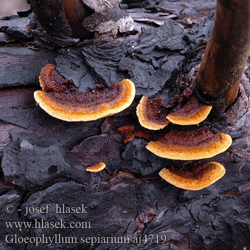 Zaunblättling Rusty gilled polypore Conifer Mazegill Aidaskääpä Gloeophylle haies Cifra lemezestapló Vedmusling Vedmussling Заборный гриб Gloeophyllum sepiarium Trámovka plotní plotová Niszczyca płotowa Fyrre-korkhat Sivorjava tramovka Заборный гриб Geelbruine plaatjeshoutzwam