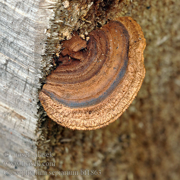 Gloeophylle haies Cifra lemezestapló Vedmusling Vedmussling Заборный гриб Gloeophyllum sepiarium Trámovka plotní plotová Niszczyca płotowa Fyrre-korkhat Sivorjava tramovka Заборный гриб Geelbruine plaatjeshoutzwam Zaunblättling Rusty gilled polypore Conifer Mazegill Aidaskääpä