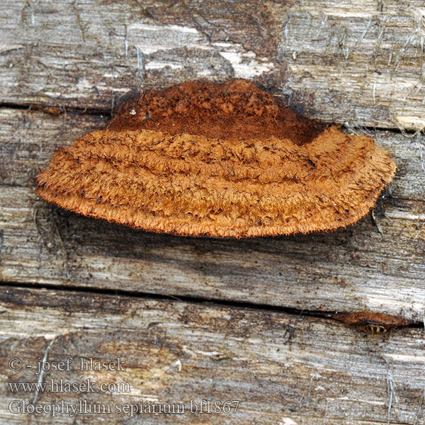 Trámovka plotní plotová Niszczyca płotowa Fyrre-korkhat Sivorjava tramovka Заборный гриб Geelbruine plaatjeshoutzwam Zaunblättling Rusty gilled polypore Conifer Mazegill Aidaskääpä Gloeophylle haies Cifra lemezestapló Vedmusling Vedmussling Заборный гриб Gloeophyllum sepiarium