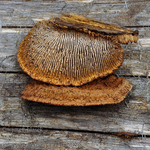 Niszczyca płotowa Fyrre-korkhat Sivorjava tramovka Заборный гриб Geelbruine plaatjeshoutzwam Zaunblättling Rusty gilled polypore Conifer Mazegill Aidaskääpä Gloeophylle haies Cifra lemezestapló Vedmusling Vedmussling Заборный гриб Gloeophyllum sepiarium Trámovka plotní plotová