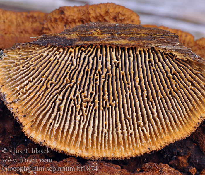 Заборный гриб Geelbruine plaatjeshoutzwam Zaunblättling Rusty gilled polypore Conifer Mazegill Aidaskääpä Gloeophylle haies Cifra lemezestapló Vedmusling Vedmussling Заборный гриб Gloeophyllum sepiarium Trámovka plotní plotová Niszczyca płotowa Fyrre-korkhat Sivorjava tramovka