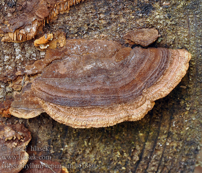 Geelbruine plaatjeshoutzwam Zaunblättling Rusty gilled polypore Conifer Mazegill Aidaskääpä Gloeophylle haies Cifra lemezestapló Vedmusling Vedmussling Заборный гриб Gloeophyllum sepiarium Trámovka plotní plotová Niszczyca płotowa Fyrre-korkhat Sivorjava tramovka Заборный гриб