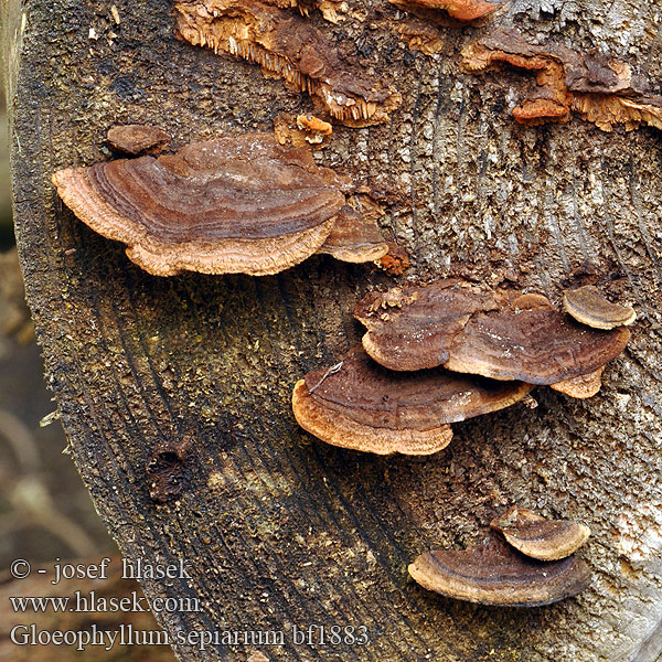 Rusty gilled polypore Conifer Mazegill Aidaskääpä Gloeophylle haies Cifra lemezestapló Vedmusling Vedmussling Заборный гриб Gloeophyllum sepiarium Trámovka plotní plotová Niszczyca płotowa Fyrre-korkhat Sivorjava tramovka Заборный гриб Geelbruine plaatjeshoutzwam Zaunblättling