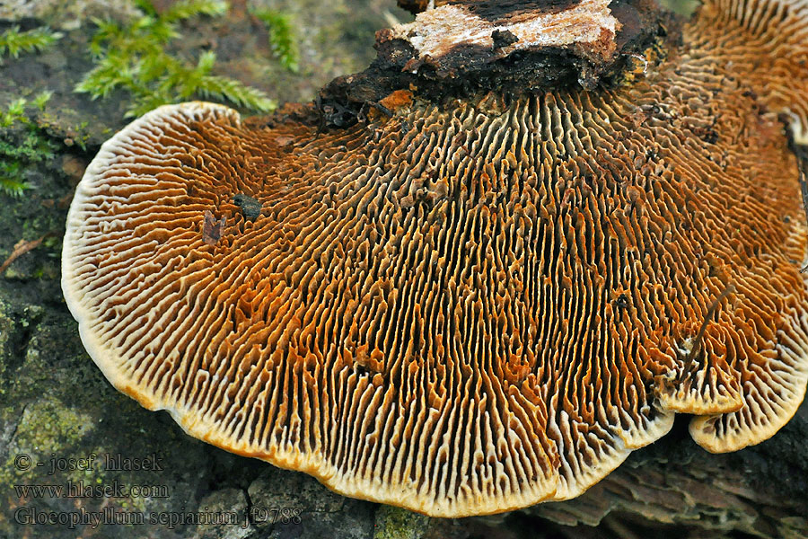 Trámovka plotní plotová Niszczyca płotowa Gloeophyllum sepiarium