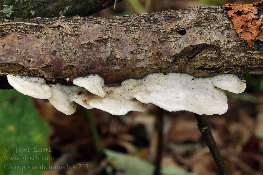 Gloeoporus dichrous Zweifarbiger Porling