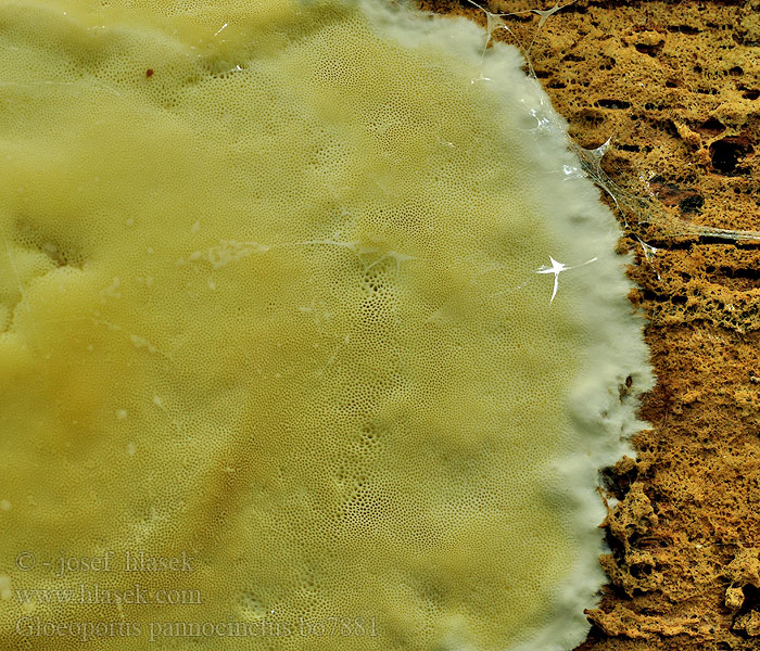 Silokäävän Polypore pelliculaire Глеопорус бахромчатокрайний Церипориопсис войлочно-опоясанныйv