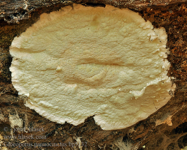 Gloeoporus pannocinctus Ceriporiopsis pannocincta Polyporus Slizopórka nazelenalá