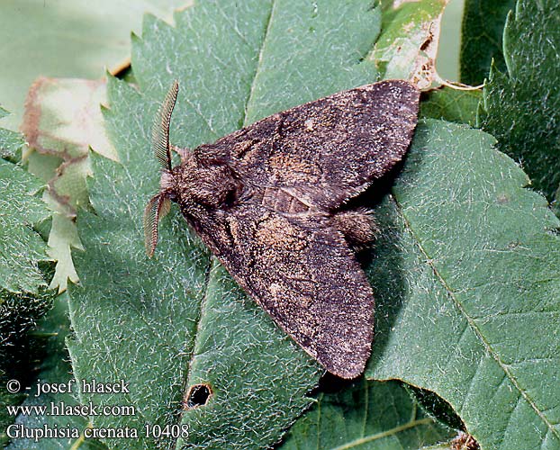 Gluphisia crenata Dusky Marbled Brown Pappelauen-Zahnspinner