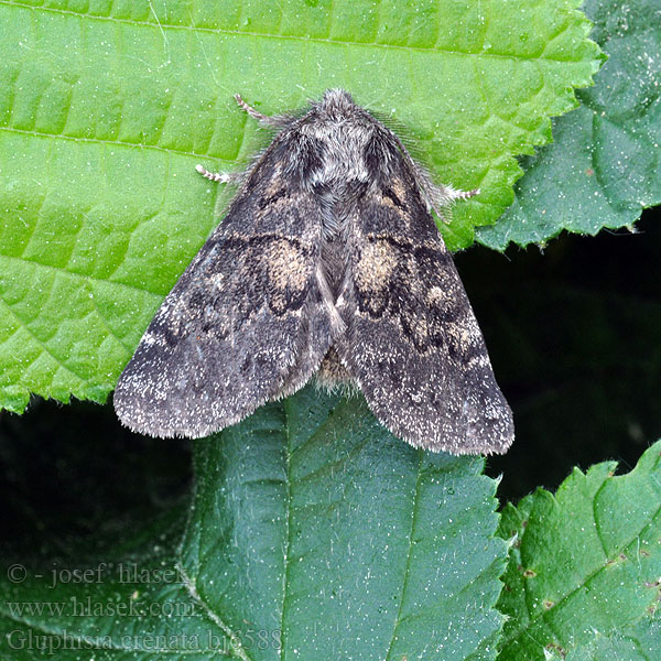 Vecklarspinnare Gluphisia crenata Dusky Marbled Brown