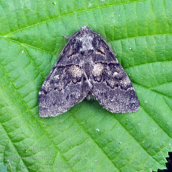 Dusky Marbled Brown Pappelauen-Zahnspinner Garbatka karbica