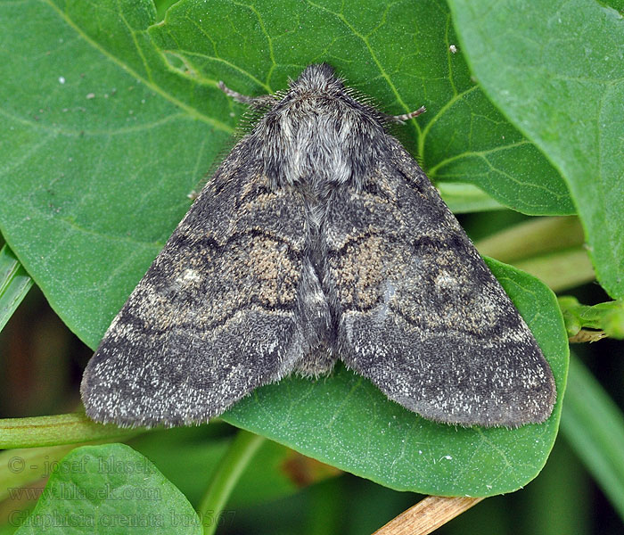 Hřbetozubec nepravý Gluphisia crenata