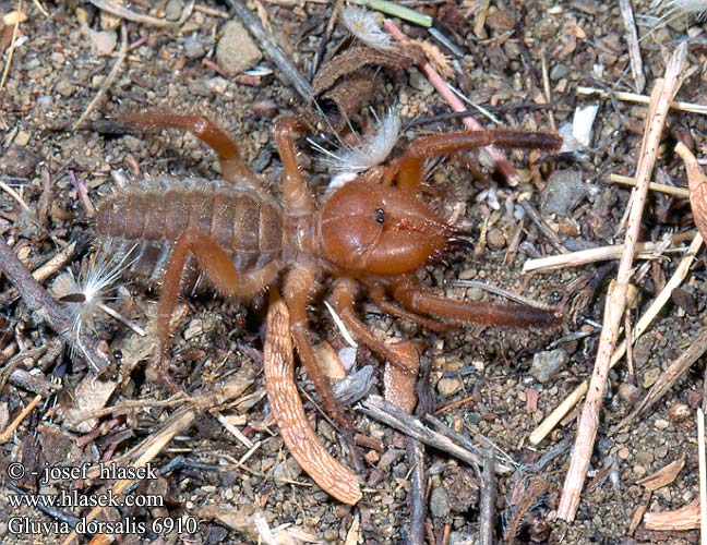 Blosie iberská Gluvia dorsalis