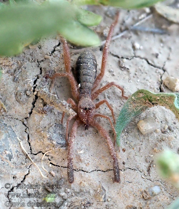 Gluvia dorsalis Blosie iberská