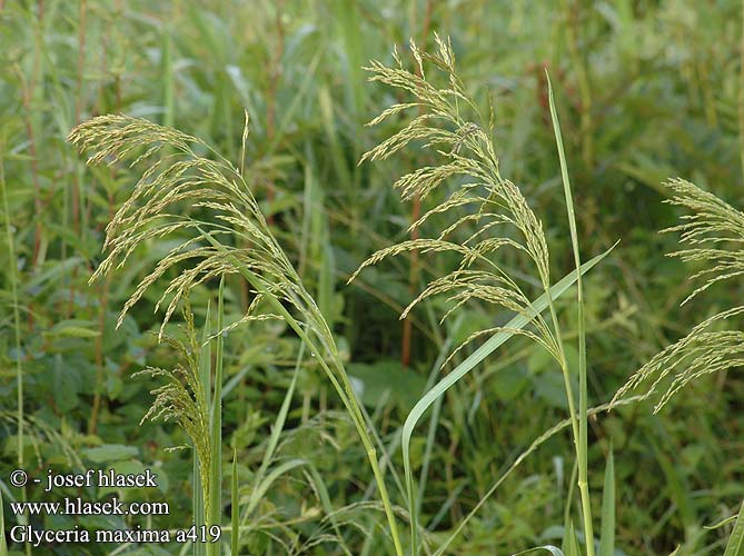 Glyceria maxima Reed Sweet Grass reed mannagrass Sweet-grass Hoj sodgras
