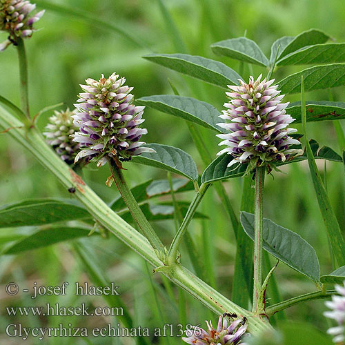 Glycyrrhiza echinata muricata Wild liquorice German Römisches Russisches Süssholz keserű édesgyökér Солодка шиповатая