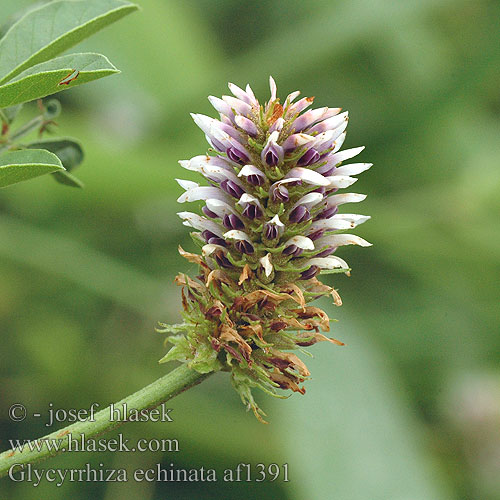 Glycyrrhiza echinata Russisches Süssholz keserű édesgyökér Солодка шиповатая