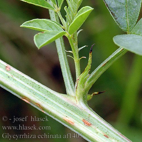 Glycyrrhiza echinata Солодка шиповатая muricata Wild liquorice German Römisches Russisches Süssholz keserű édesgyökér