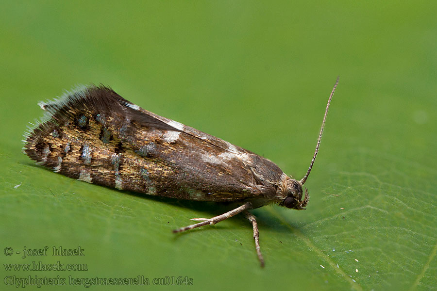 Glyphipterix bergstraesserella Klínovníček bikový