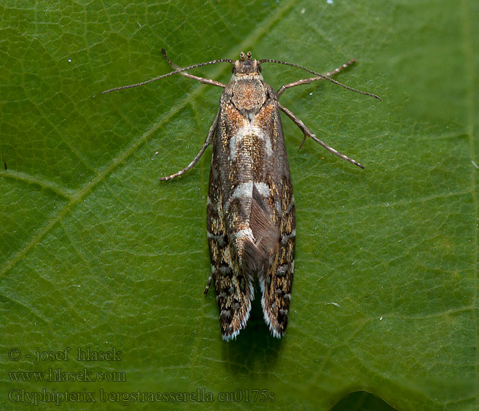 Glyphipterix bergstraesserella Môľka chlpaňová Frylehakmal