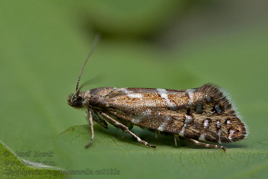 Klínovníček bikový Glyphipterix bergstraesserella