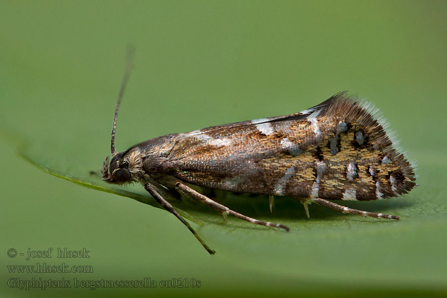 Môľka chlpaňová Frylehakmal Glyphipterix bergstraesserella