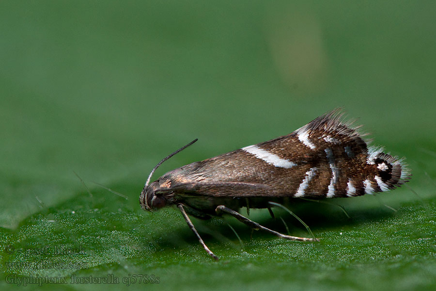 Glyphipterix forsterella Глифептеригида Форстера