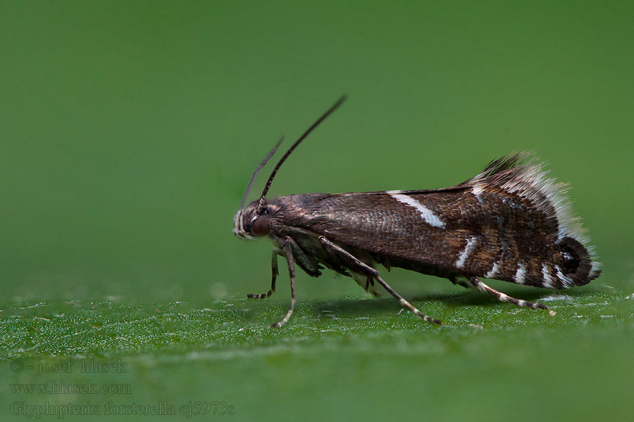 Glyphipterix forsterella Zeggenparelmot Starrhakmal