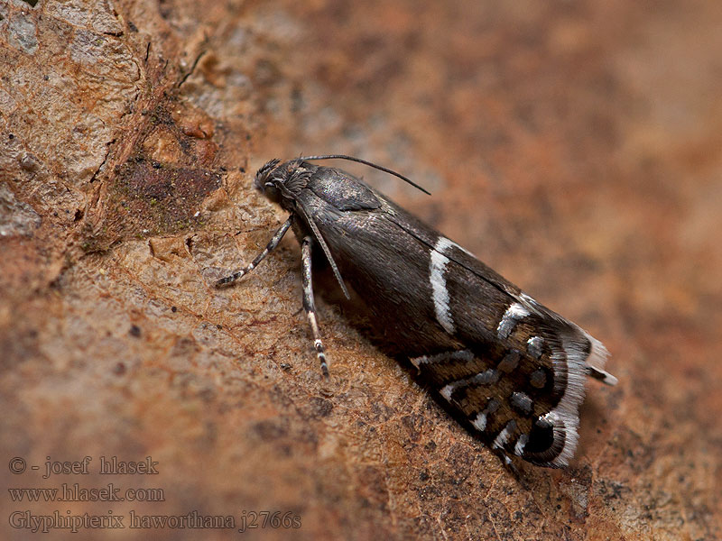 Glyphipterix haworthana Heribeia Klínovníček suchopýrový