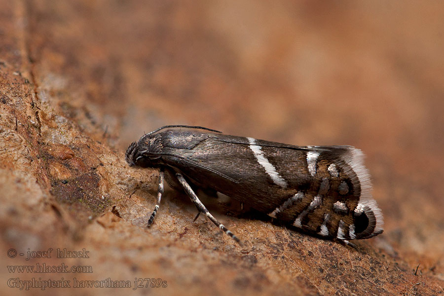 Glyphipterix haworthana Wollgras-Wippmotte