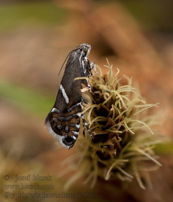 Glyphipterix haworthana Haworth's glyphipterid moth