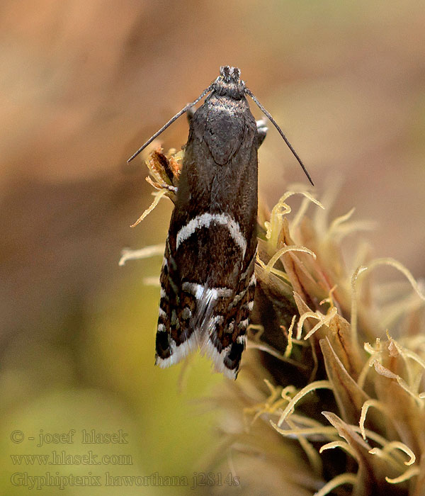 Glyphipterix haworthana Môľka Haworthova Tuvullhakmal