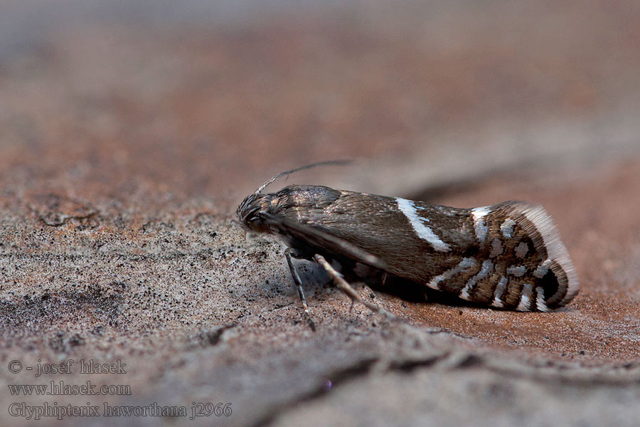 Wollgras-Wippmotte Glyphipterix haworthana