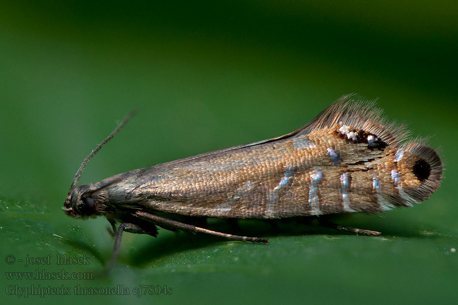 Glyphipterix thrasonella Klínovníček sítinový Môľka sitinová