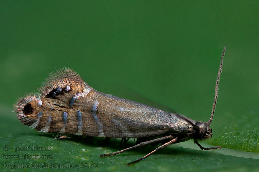 Glyphipterix thrasonella Grote parelmot Tåghakmal