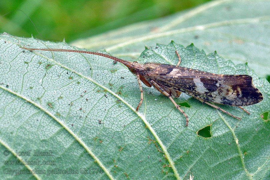 Glyphotaelius pellucidus