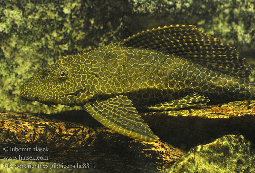 Glyptoperichthys gibbiceps Pterygoplichthys Waben-Schilderwels Isopurjepleko セイルフィンプレコ Zbrojnik lamparci Парчовый птеригоплихт ปลาซัคเกอร์กระโดงสูง