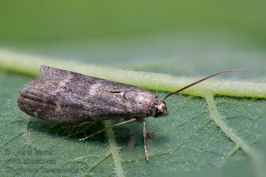 Glyptoteles leucacrinella Vijačka jelšová Phycide marécages