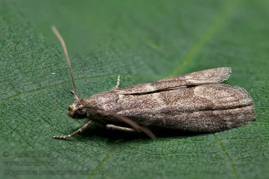 Vijačka jelšová Glyptoteles leucacrinella