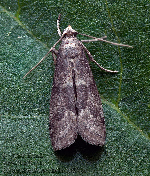 Phycide marécages Glyptoteles leucacrinella