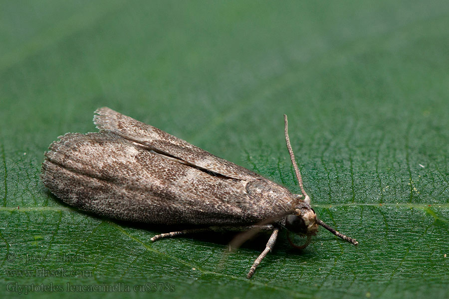 Zwartbandlichtmot Turjáni karcsúmoly Glyptoteles leucacrinella