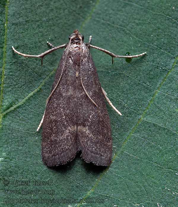 ウスオビクロマダラメイガ Glyptoteles leucacrinella